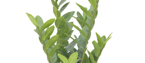 Zamifolia kaktus, 70cm Zamifolia kaktus, 70cm