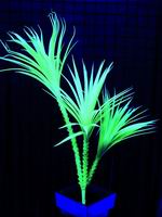UV rostlina UV rostlina