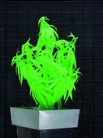 UV rostlina UV rostlina