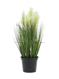 Péřová tráva, 60cm