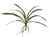 Orchidej listy, 45cm