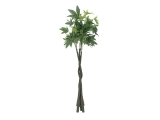 Pachira strom, 160cm