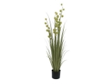 Allium tráva, 120cm