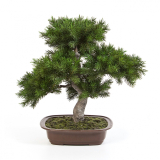 Bonsai borovice pínie v květináči deluxe, 48 cm