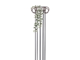 Holandský břečťan panašovaný, 70cm