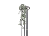 Holandský břečťan panašovaný, 100cm