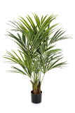 Kentia palma, 120cm