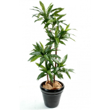 Dracena palma deluxe, 95cm