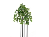 Břečťan popínavý premium, 50cm