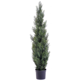 Cypřiš tmavý v květináči, 125cm