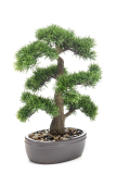 Bonsai Cedr v květináči, 45cm