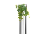 Vinná réva popínavá premium, 50cm
