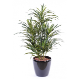 Dracena palma Anita, 75cm