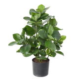 Clusia deluxe, 45cm