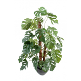 Philodendron palma, 100cm