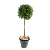 Zimostráz - Buxus na kmínku, 110cm 