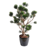 Borovice bonsai, 90cm