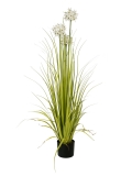Allium tráva bílá, 120cm