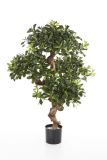 PITTOSPORUM HORSKÝ STROM, 120cm