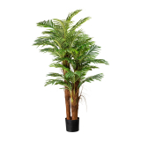 Areca palma 3 kmeny, 160cm