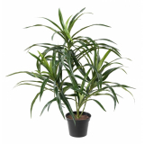 Dracena palma Anita, 45cm