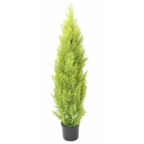 Cypřiš světlý Mini New, 125cm