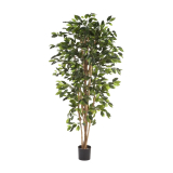 Fikus Nitida přírodní kmen, 120cm