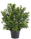 Buxus keřík v květináči, 31cm