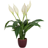 Spathiphyllum - Lopatkovec v květináči, 49cm
