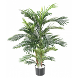 Areca palma 2 kmeny, 120cm 