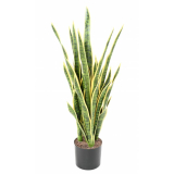 Sansevieria deluxe, zeleno žlutá 85cm