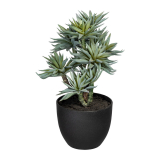 Sukulent v černém květináči, 30cm