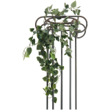Philodendron popínavý, 60cm