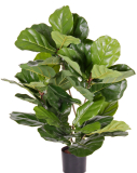 Ficus Lyrata de Luxe, 70cm