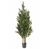 Buxus red day stromek, 130cm
