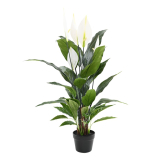 Spathiphyllum - Lopatkovec, 90cm