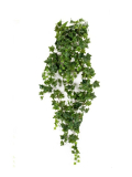 Popínavý břečťan zelený, 180cm