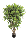 Dracena reflexa Jamaica deluxe, 145cm