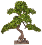 Bonsai Podocarpus LUXE, 80cm