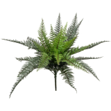 FIRESILX Bostonská kapradina trs, 50 cm