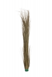 Zblochan vodní, tmavě hnědý, 127 cm