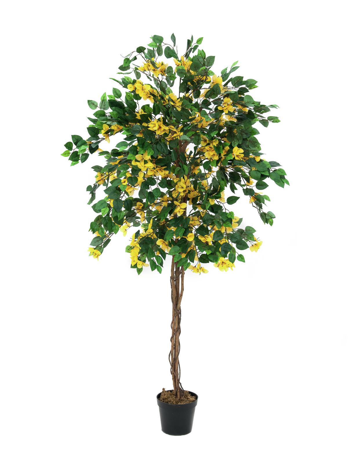 Bougainvillea strom - přírodní kmen, žlutá, 180cm
