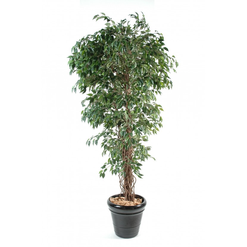 Fíkus přírodní kmen liány deluxe, 210cm