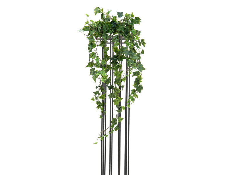 Břečťan popínavý premium, 100cm