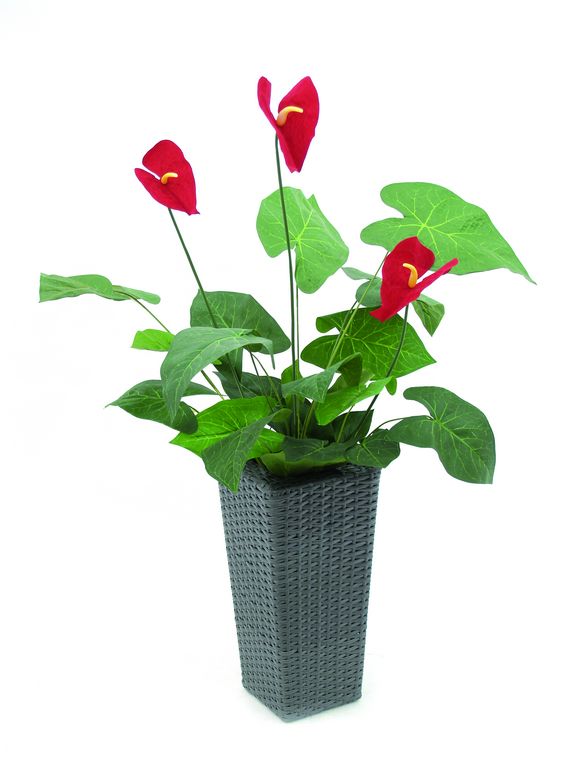 Toulitka - Anthurium, 3 květy, 70 cm