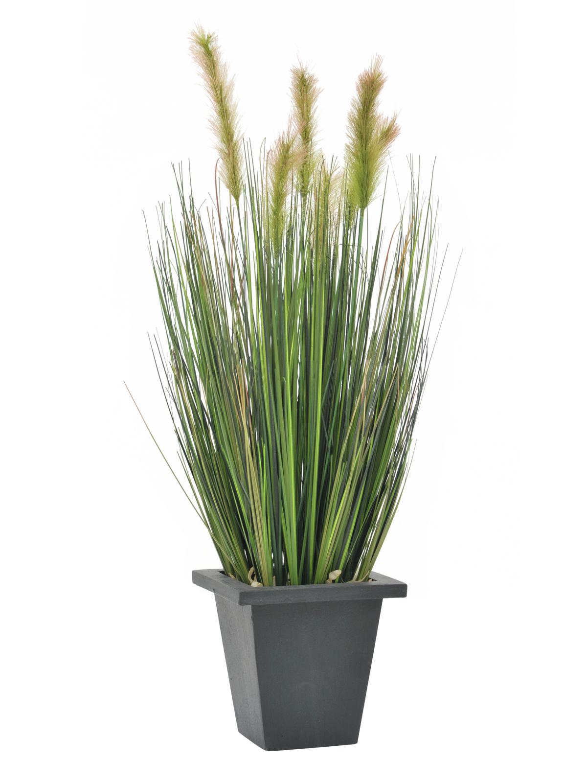 Vodní tráva v květináči, 60 cm