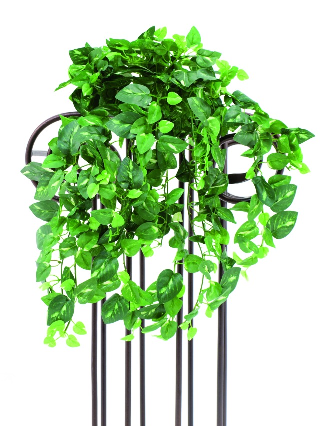 Šlahoun Pothosu Classic zel./žlutá 477 listů, 50cm