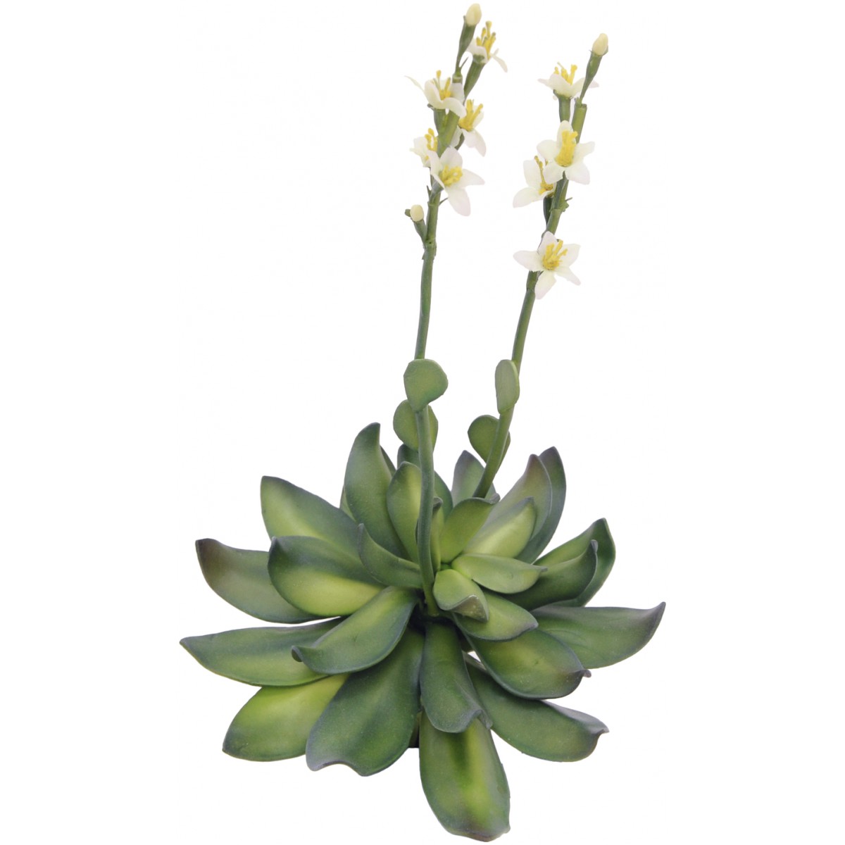 Skalní růže, žlutá 32cm