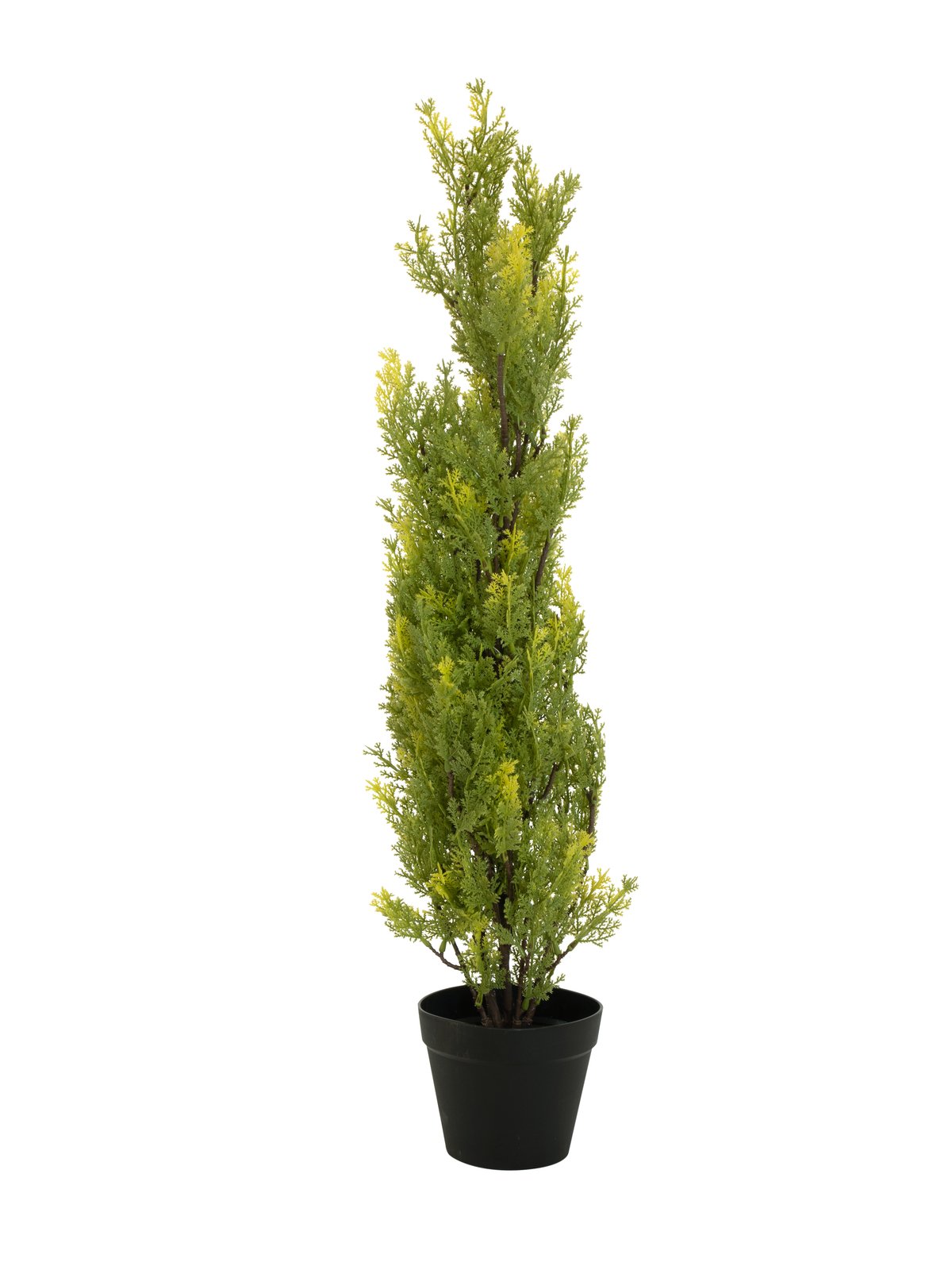 Cypřiš v květináči, 90cm