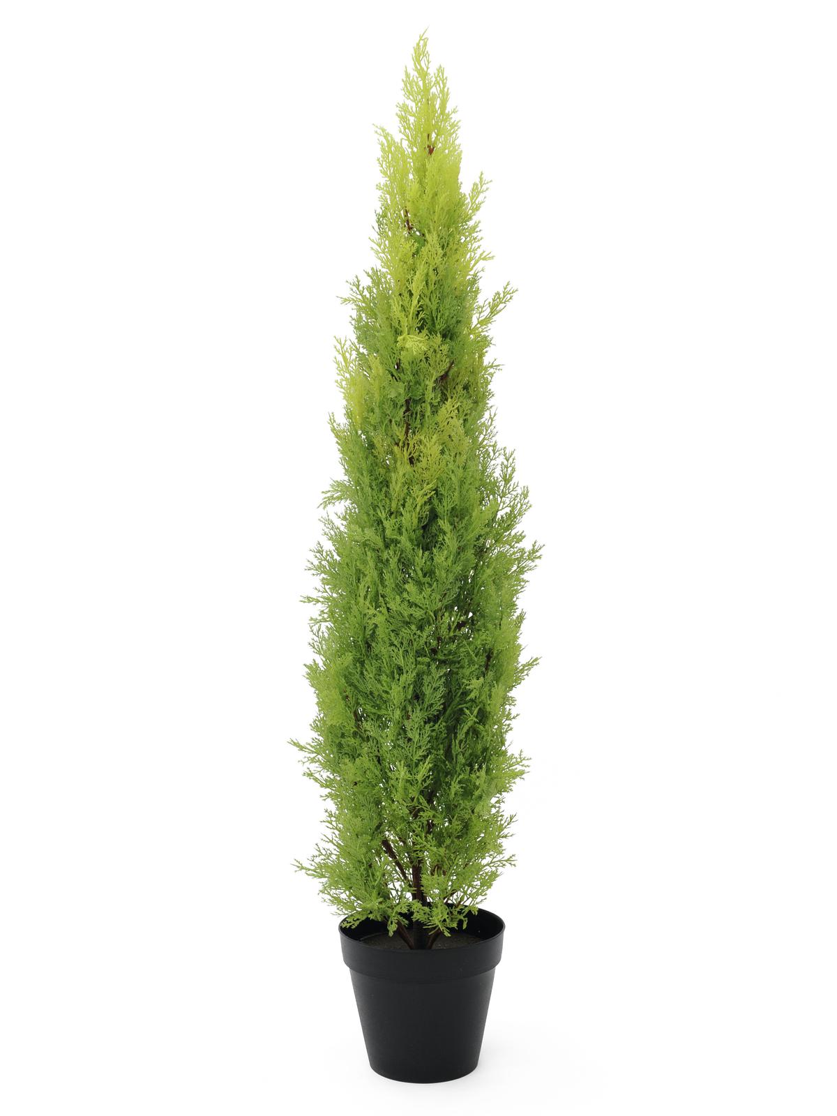 Cypřiš v květináči, 120cm